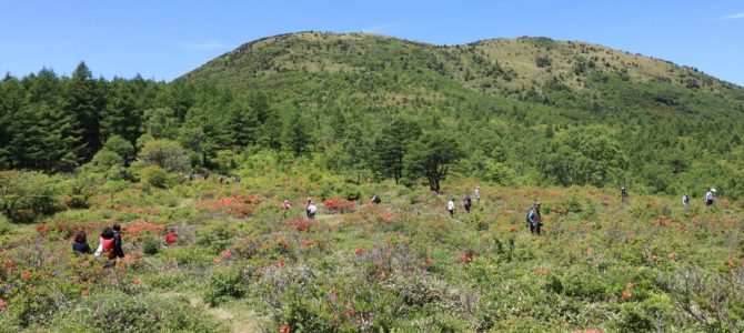 湯ノ丸高原のレンゲツツジ探訪