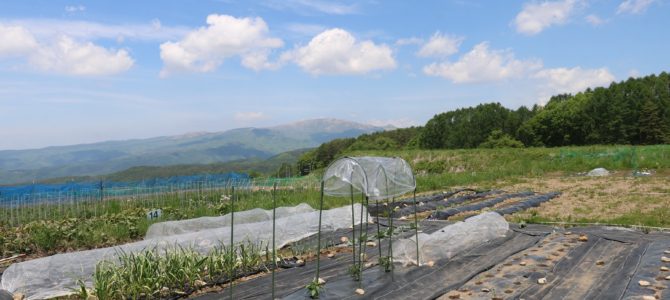 ３年目の農業 ～作付け完了～