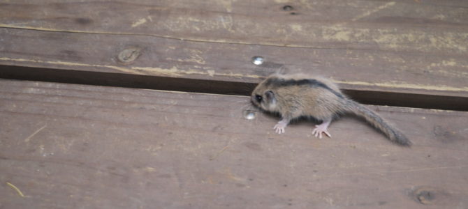 夜明けのヤマネ騒動