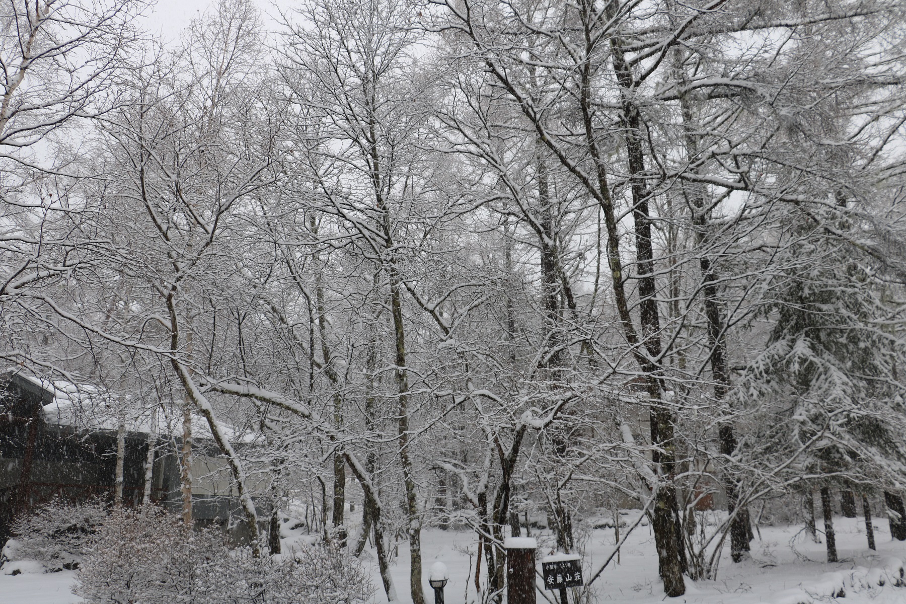 春なのに、まさかの大雪