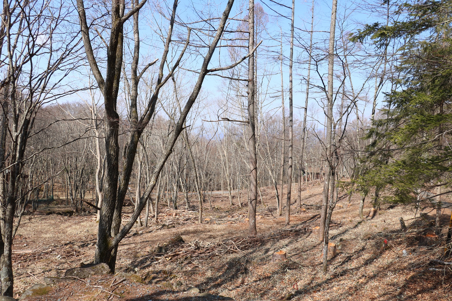 石窯２年目 ～間伐材で薪作り～