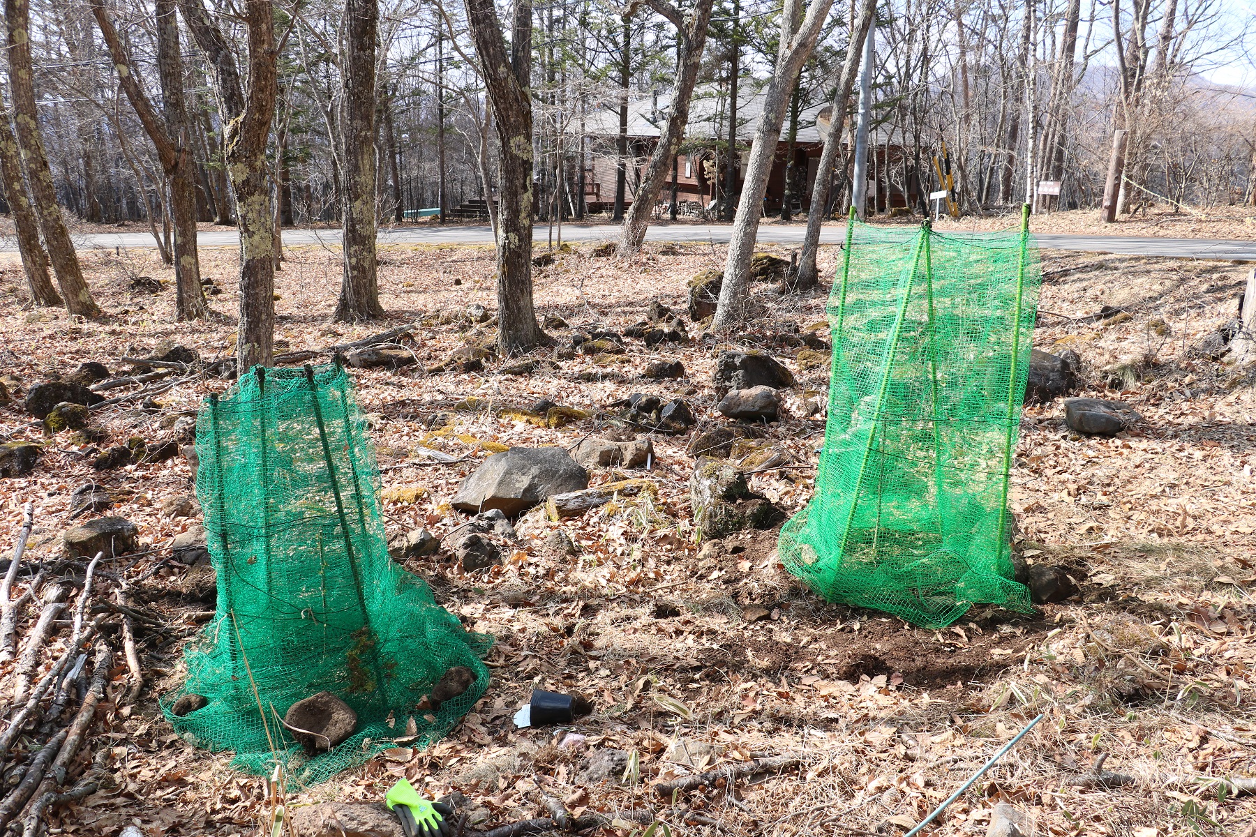 サクランボの木を植えました