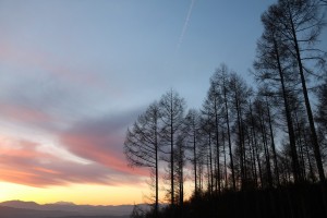横谷展望台から見た夕陽とカラマツ