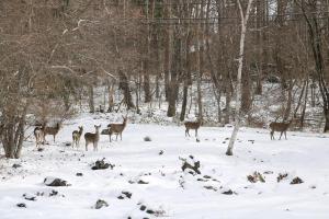 寒波をものともしない鹿の家族