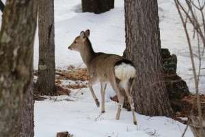 山荘の庭に現れた若い雌鹿