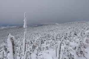 縞枯山山頂から見る立枯れの樹氷群