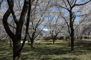 大鹿村の大西公園の桜