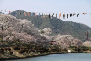 辰野町・荒神山公園の桜