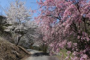 池田町・夢農場の小径の桜