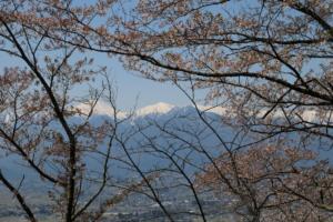 光城山の登山道から見た桜と常念岳