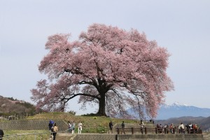 韮崎市わに塚のエドヒガン桜