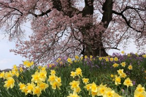 韮崎市わに塚の桜と水仙