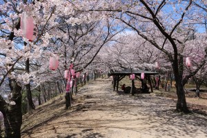 桜が満開の弘法山山道   