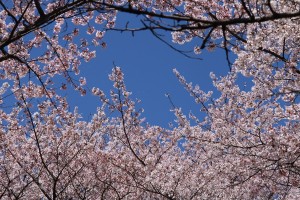 青空に桜が映える松本市弘法山   