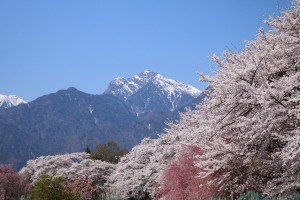 北杜市真原の桜並木と甲斐駒ケ岳   