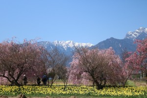 北杜市真原より見る桜と白根三山   