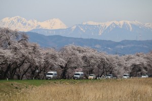 上川堤防から見る桜と北アルプス