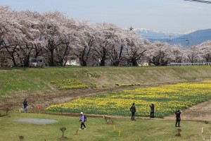 上川堤防から見る桜と水仙畑