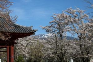 聖光寺の桜と八ヶ岳
