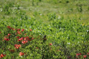 湿原の野鳥　コヨシキリ