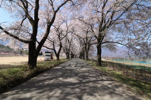 北杜市真原の桜並木