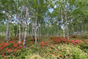 白樺原生林とツツジ  